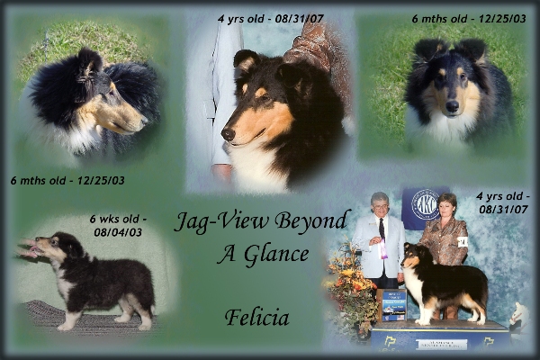 Ch. ptd., Jag-View Beyond A Glance | "Felicia"