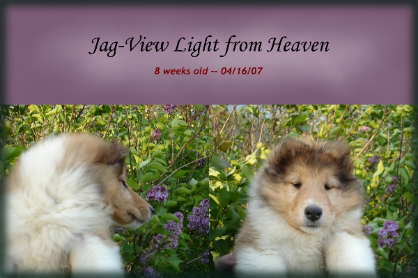 Ch. ptd., Jag-View Light From Heaven -- "Kyra"