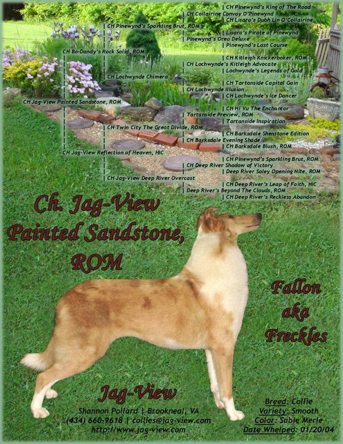Pedigree | Ch. Jag-View Painted Sandstone -- "Fallon" aka "Freckles"