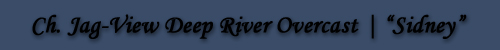 Ch. Jag-View Deep River Overcast | "Sidney"